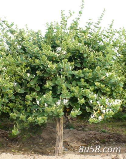 树型金银花 金银花品种 金花3号1-3年苗 树型金银花 金银花品种 金花3号1-3年苗