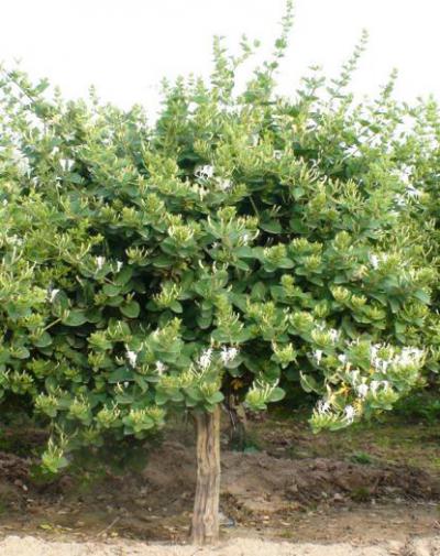 树型金银花 金银花品种 金花3号1-3年苗
