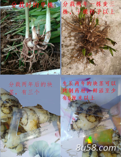 白芨块茎 白芨块茎