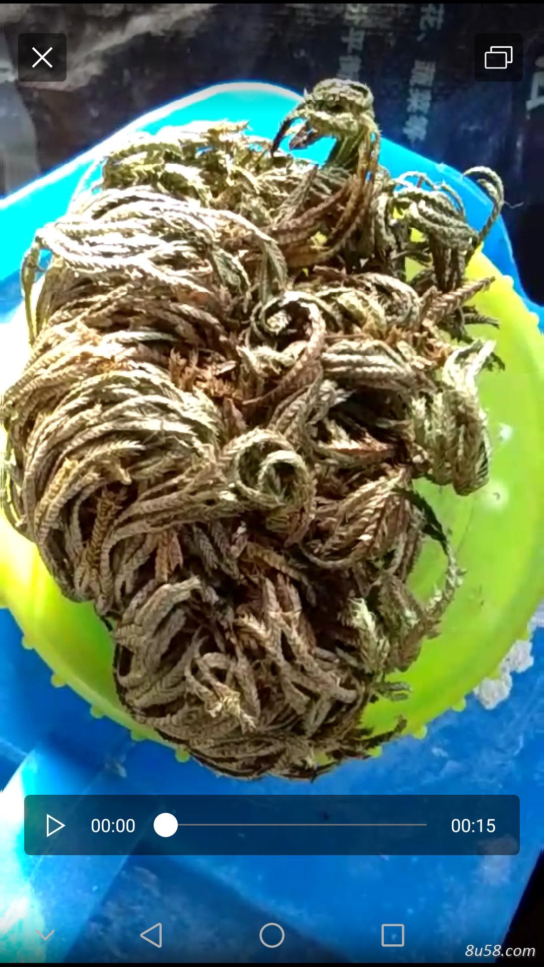 出售卷柏