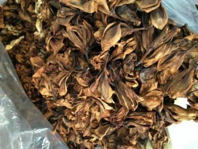 优质新疆鸡蛋花批发零售