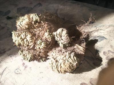 我有野生卷柏草要卖