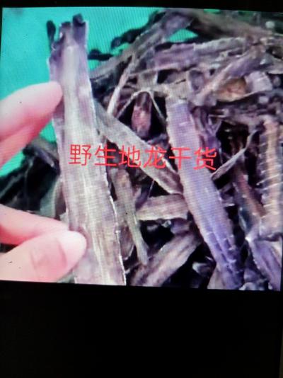 野生地龙