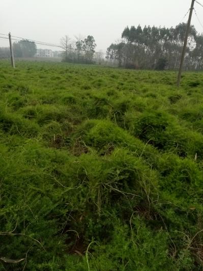 大量供应百部苗