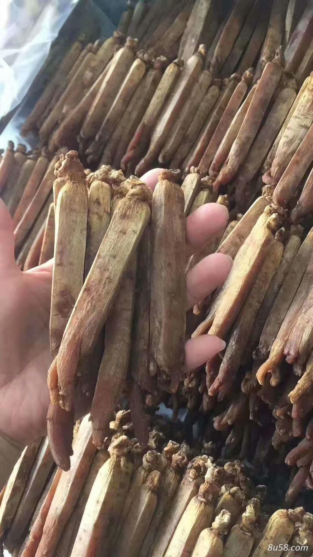 红参 红参