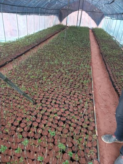长期供应广西中花吴茱萸种苗