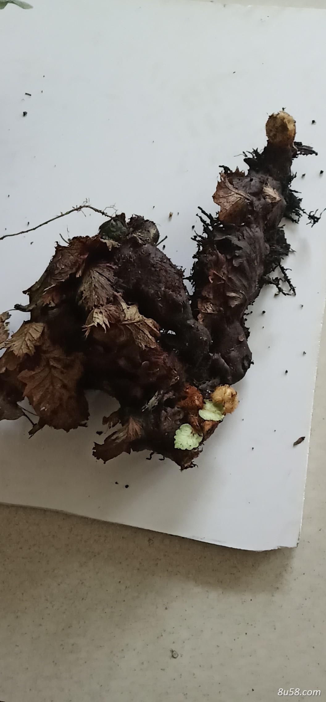 广东野生中草药骨碎补