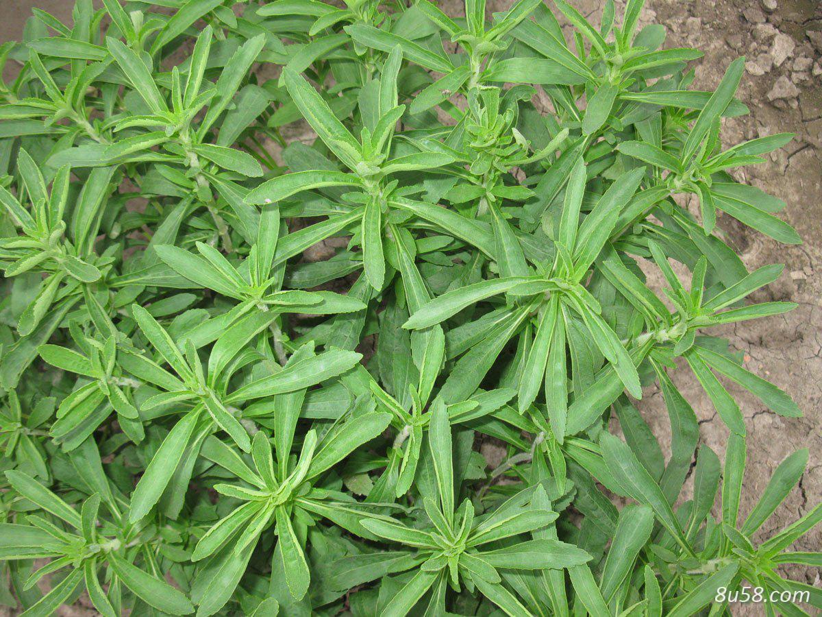 甜叶菊 简单包装,库存1万公斤 甜叶菊 简单包装,库存1万公斤