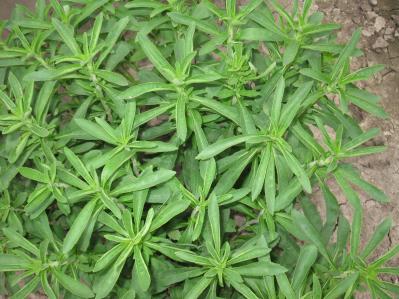 甜叶菊 简单包装，库存1万公斤