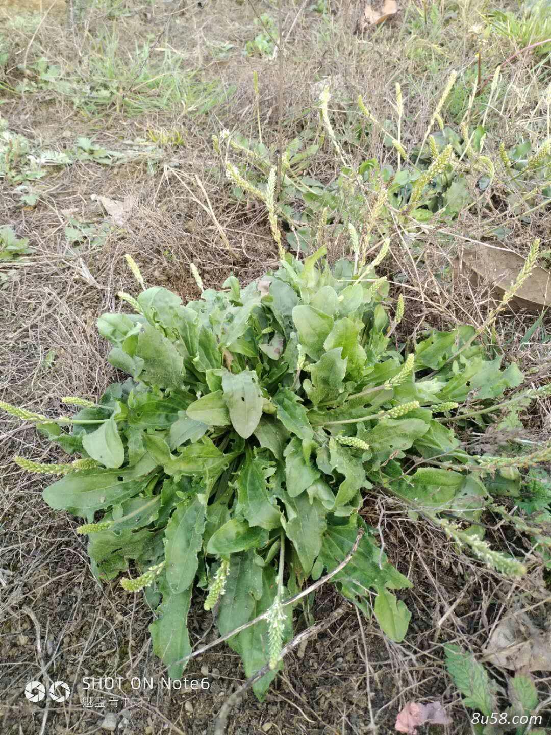 纯野生车前草无杂 纯野生车前草无杂