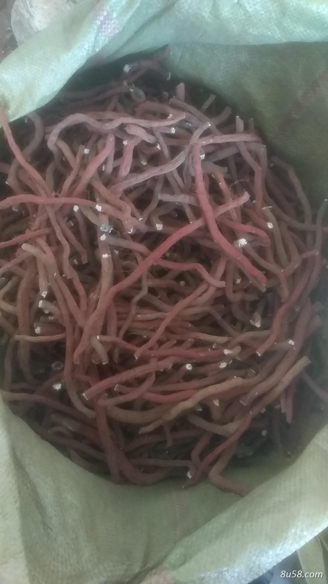 丹参段求购