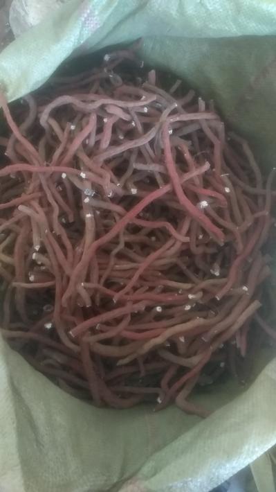 丹参段求购