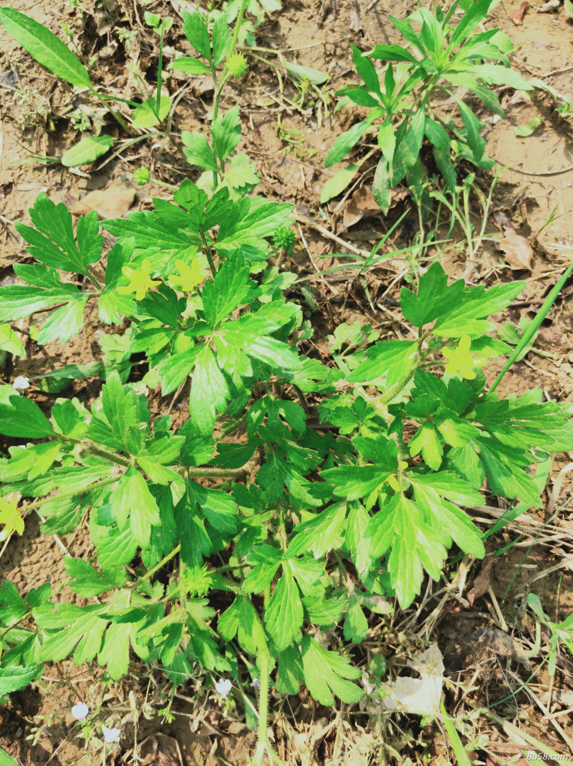 纯野生猫爪草 纯野生猫爪草