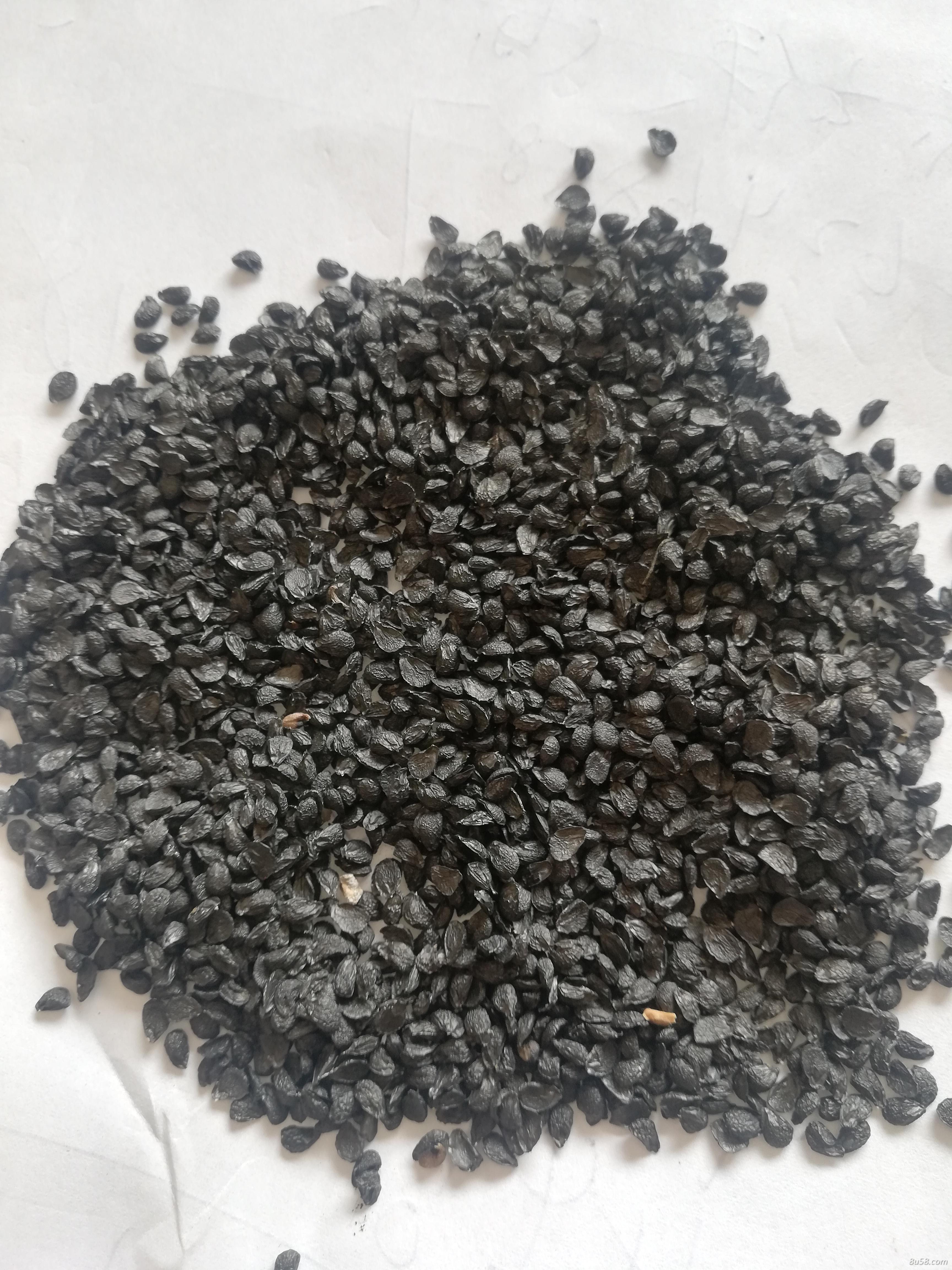当年新韭菜籽