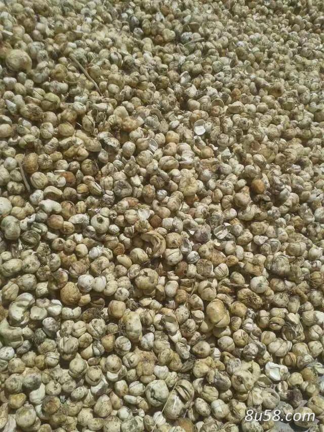新疆伊犁家种贝母