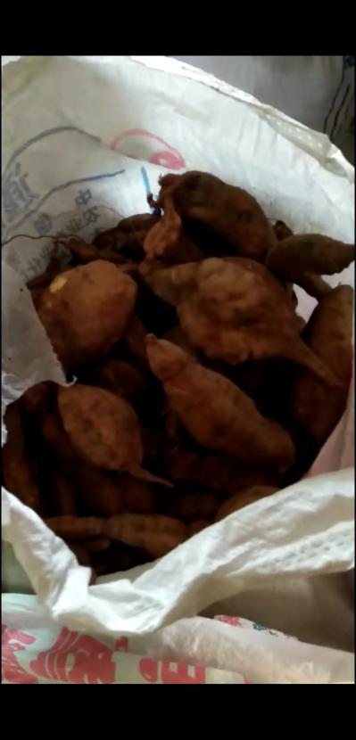 广东产地何首乌