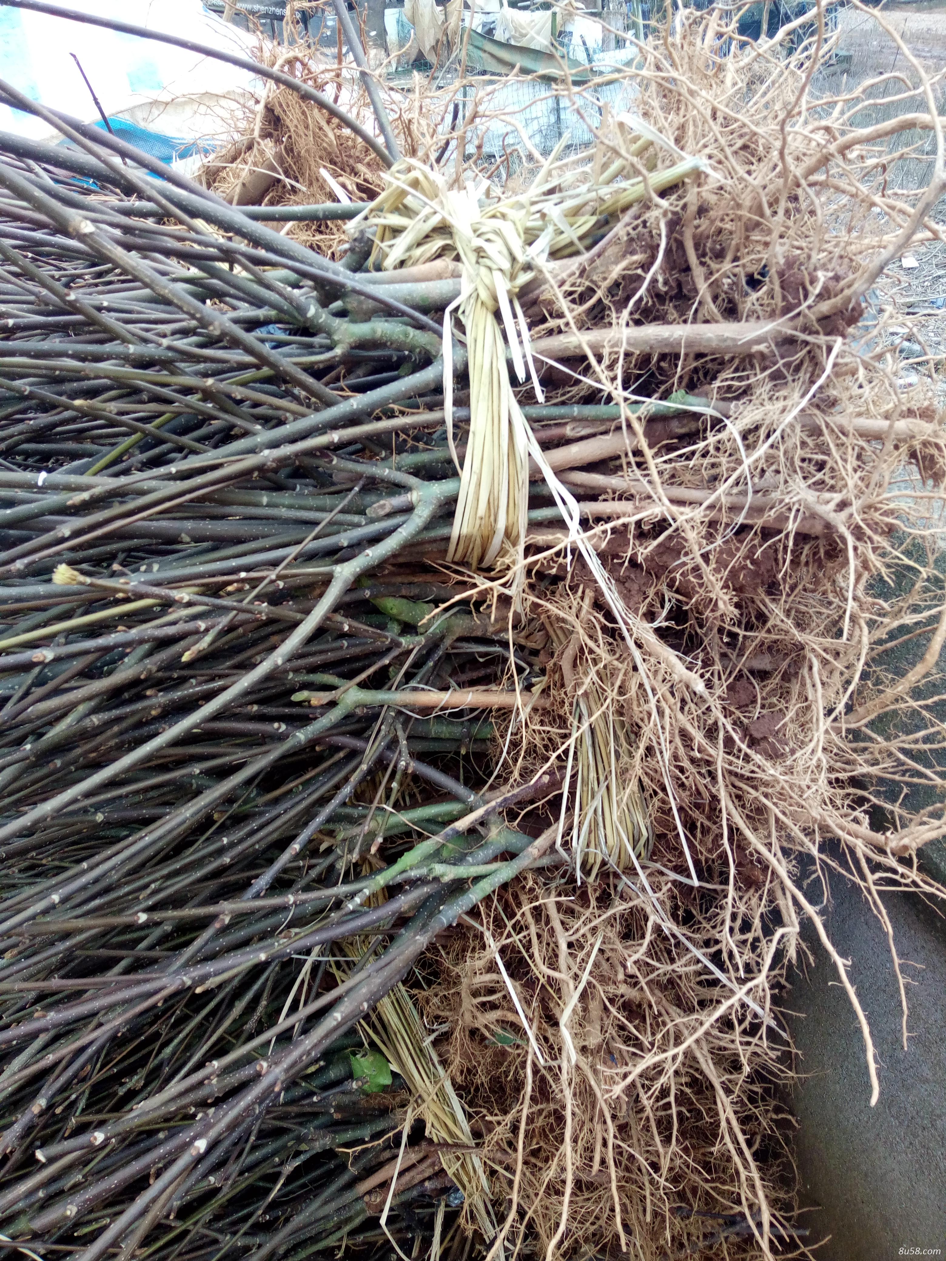 江西中花吴茱萸扦插苗