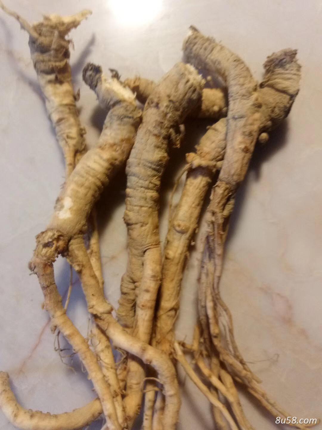 高山精品前胡