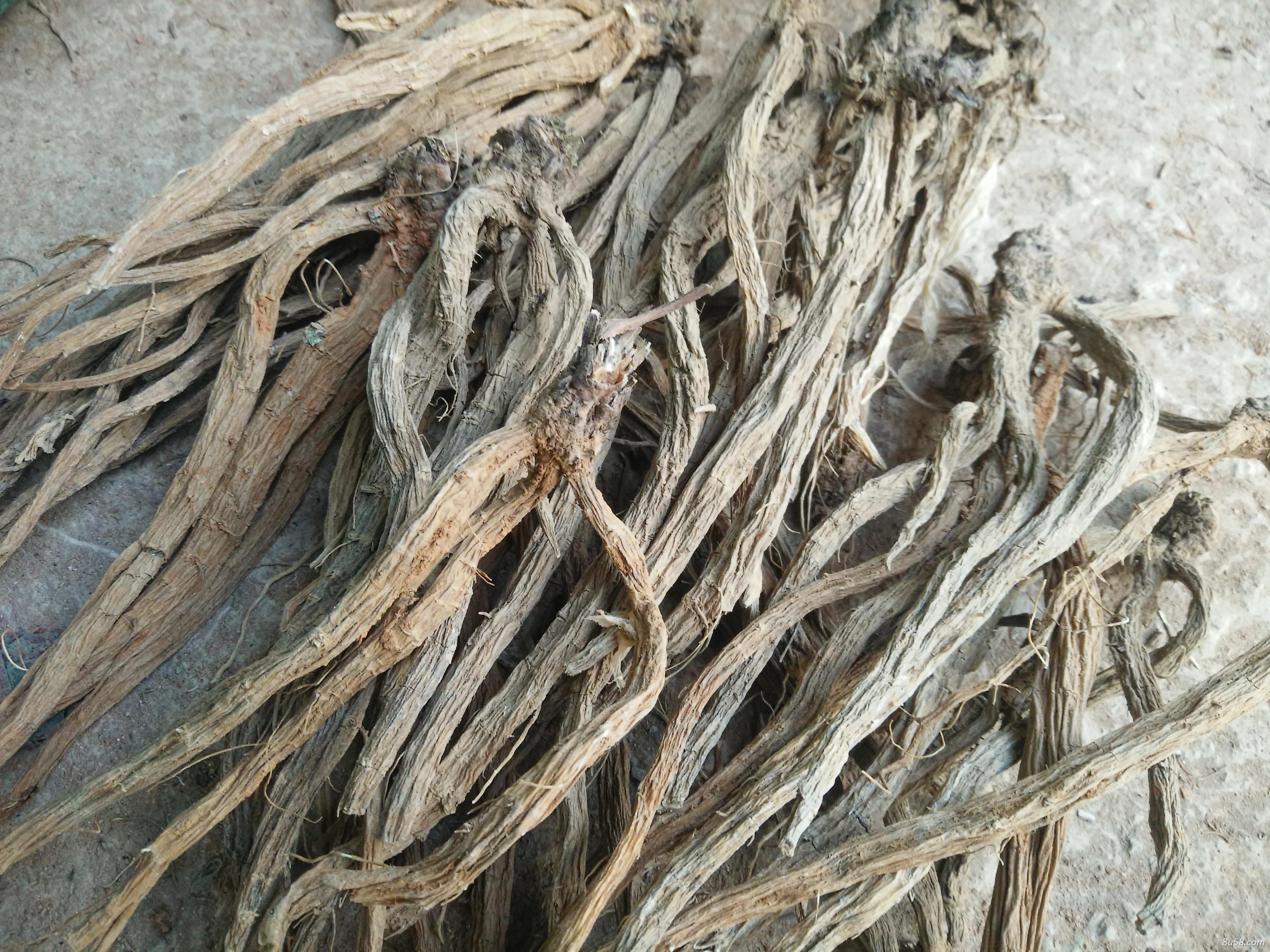 供应大量优质续断干货