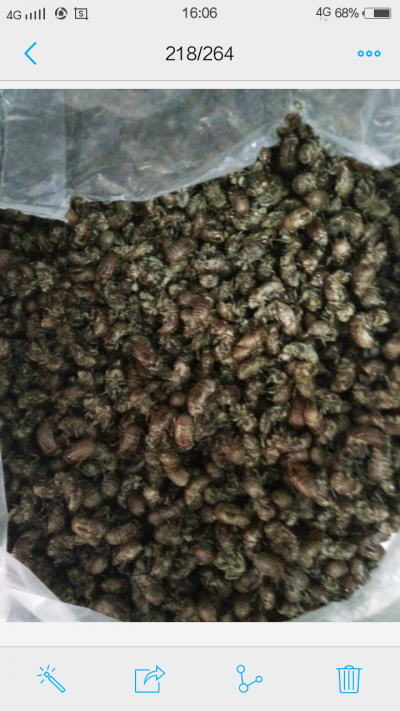 干燥蝉蜕，无泥沙，质量好，价位低