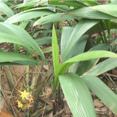 出售野生仙茅干货