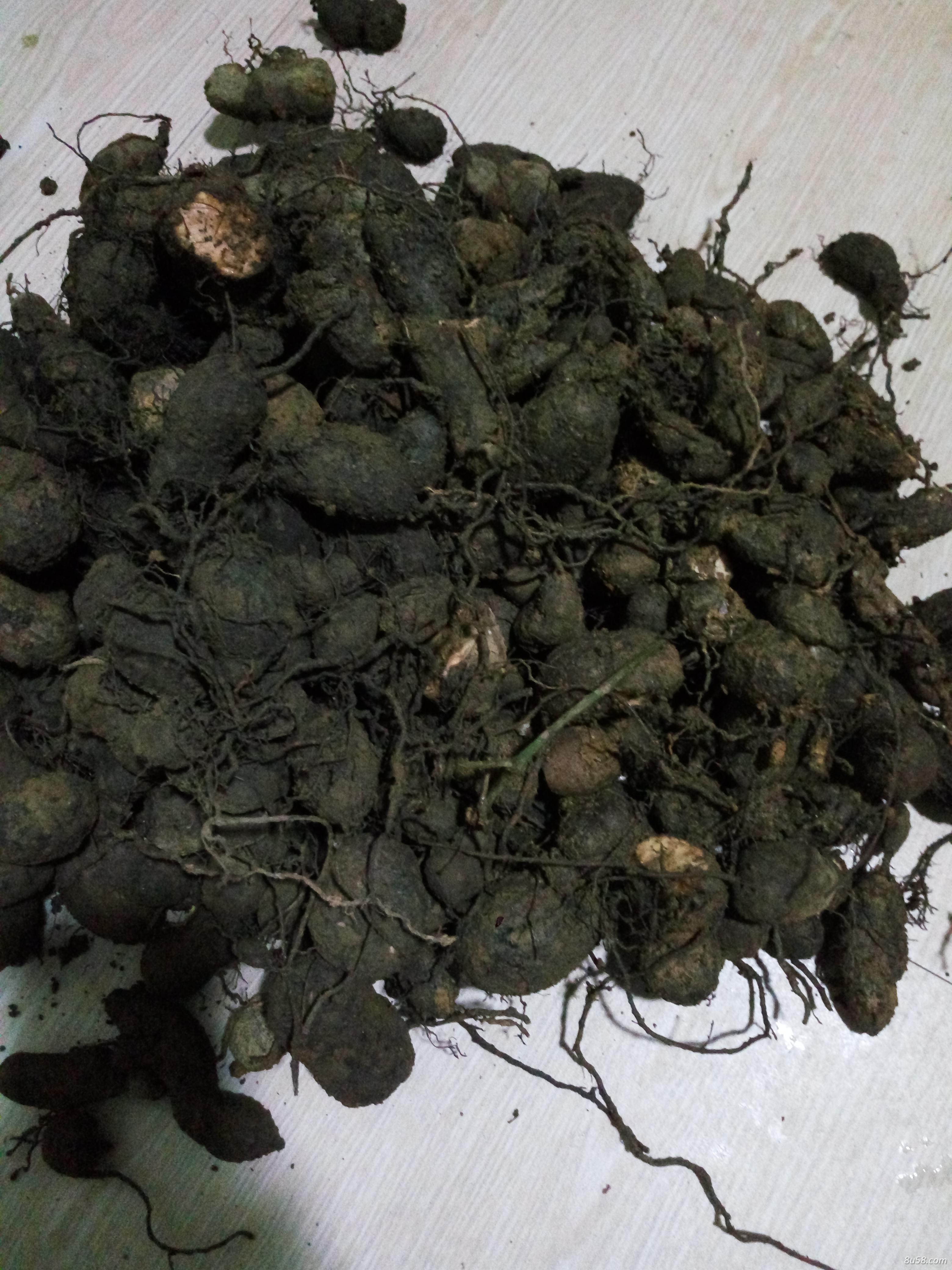 野生三叶青,黑皮白心,量大。 野生三叶青,黑皮白心,量大。