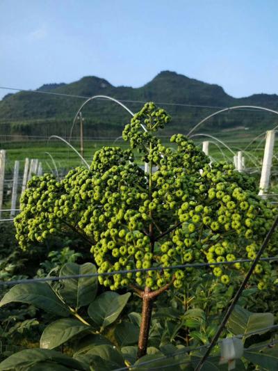 广西高产优质中花吴茱萸