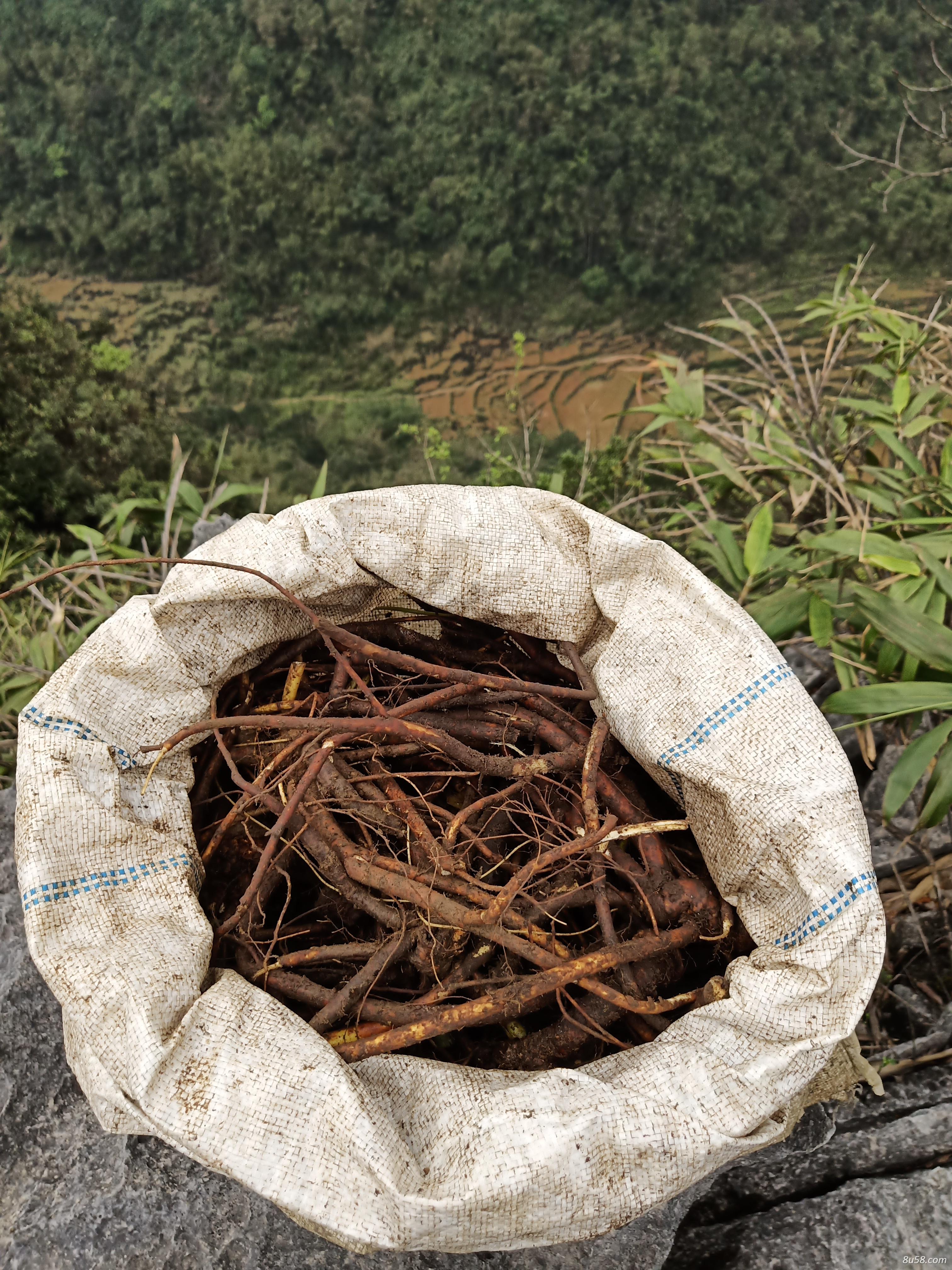 山豆根干货