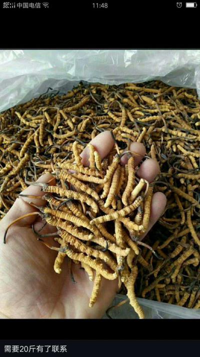长年销售冬虫夏草，当归，猪苓，赤芍，铁棒锤，蚕羌活等中药材