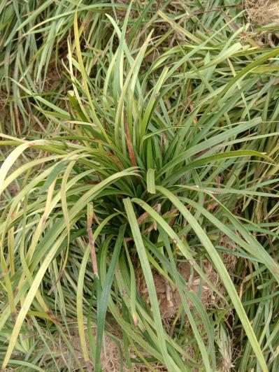 山东麦冬种苗种植销售基地