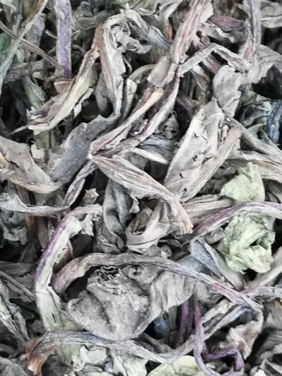 蒲公英叶根