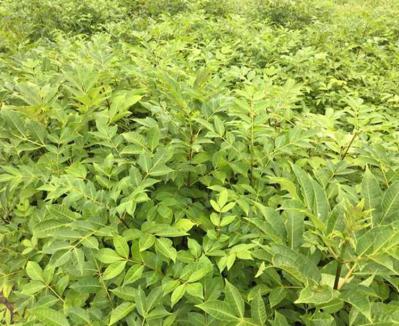 河池优质吴茱萸中花种苗茶辣苗出售