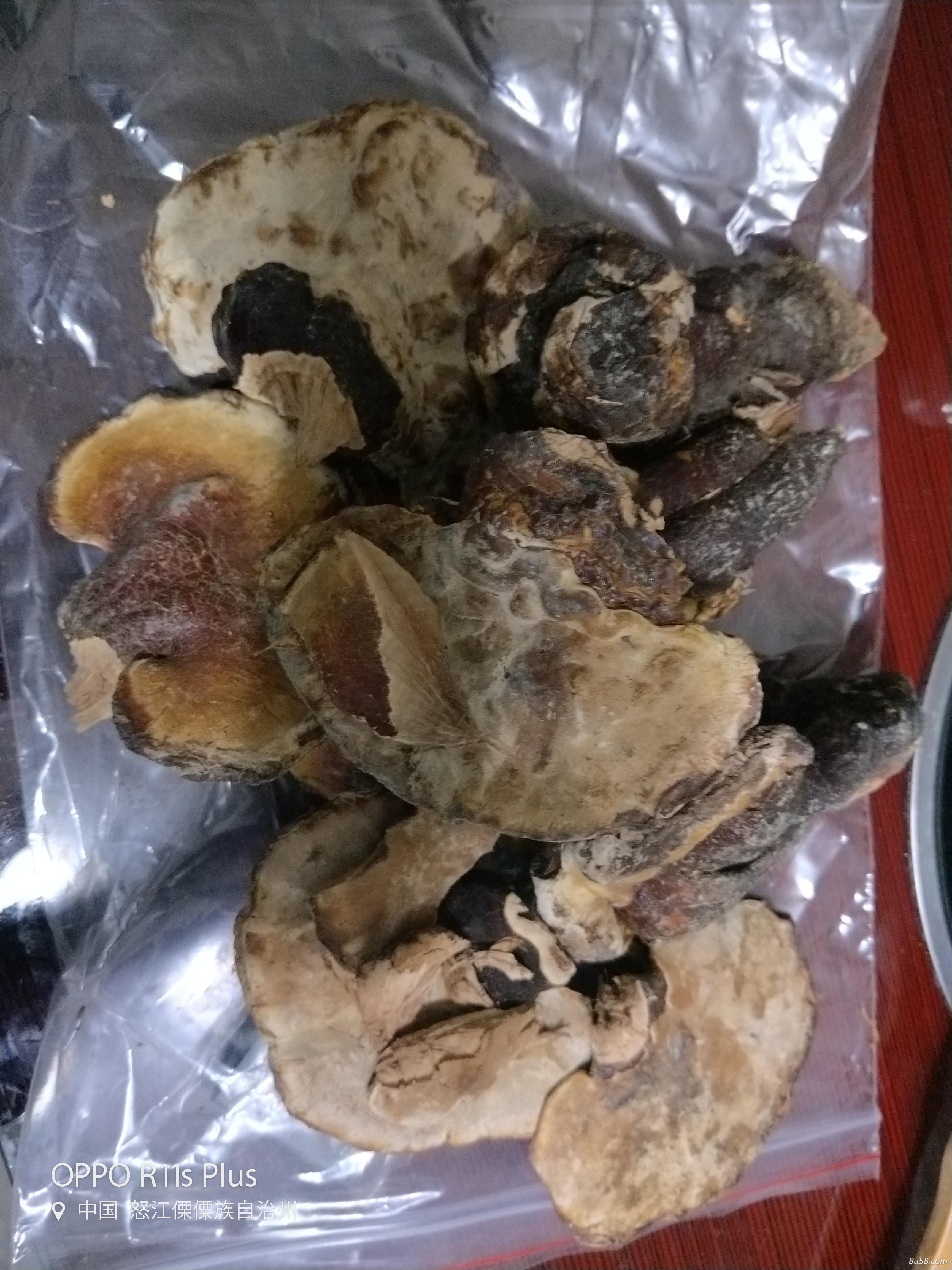 现有野生灵芝10公斤,需要的联系 现有野生灵芝10公斤,需要的联系