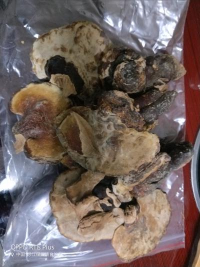 现有野生灵芝10公斤，需要的联系