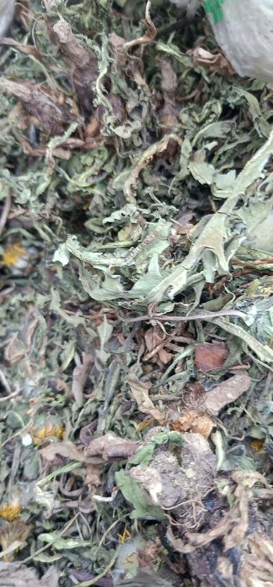 大量供应野生蒲公英