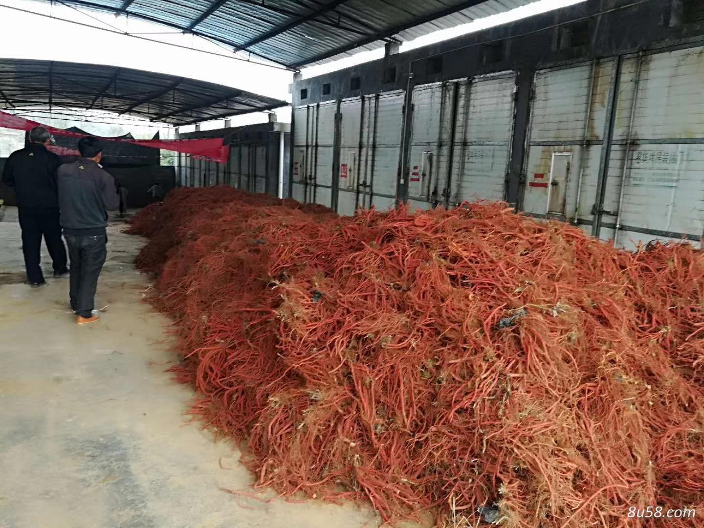 大量供应干丹参 生丹参 大量供应干丹参 生丹参