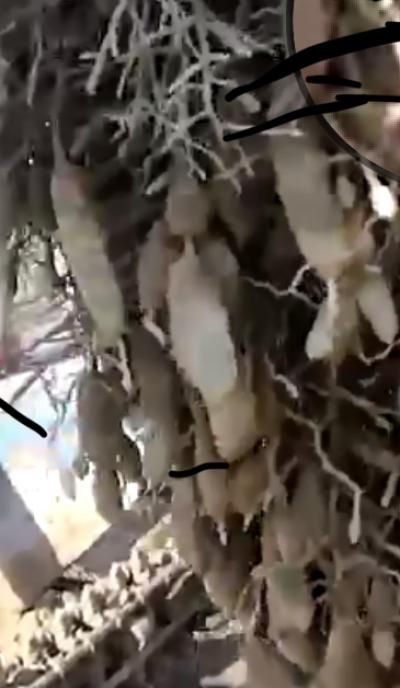 麦冬