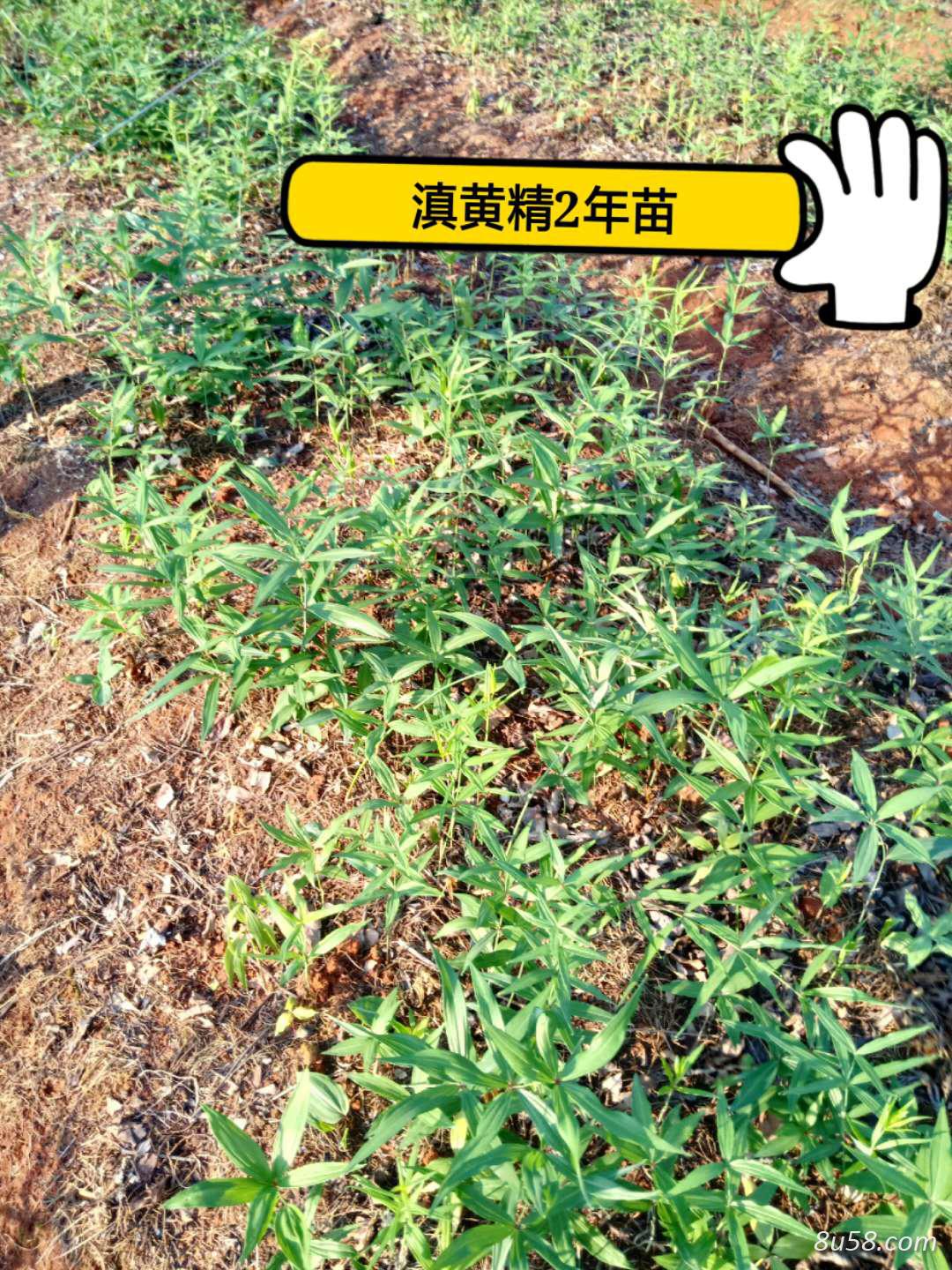 滇黄精籽育苗 滇黄精籽育苗