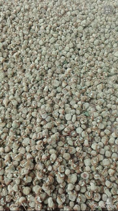 浙江台州地区出售大量覆盆子鲜果\干果