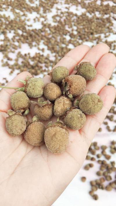 浙江三门 高山覆盆子干果大量有货需要可联系