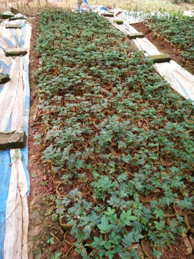 高产优质广西中花吴茱萸成活率高，纯种
