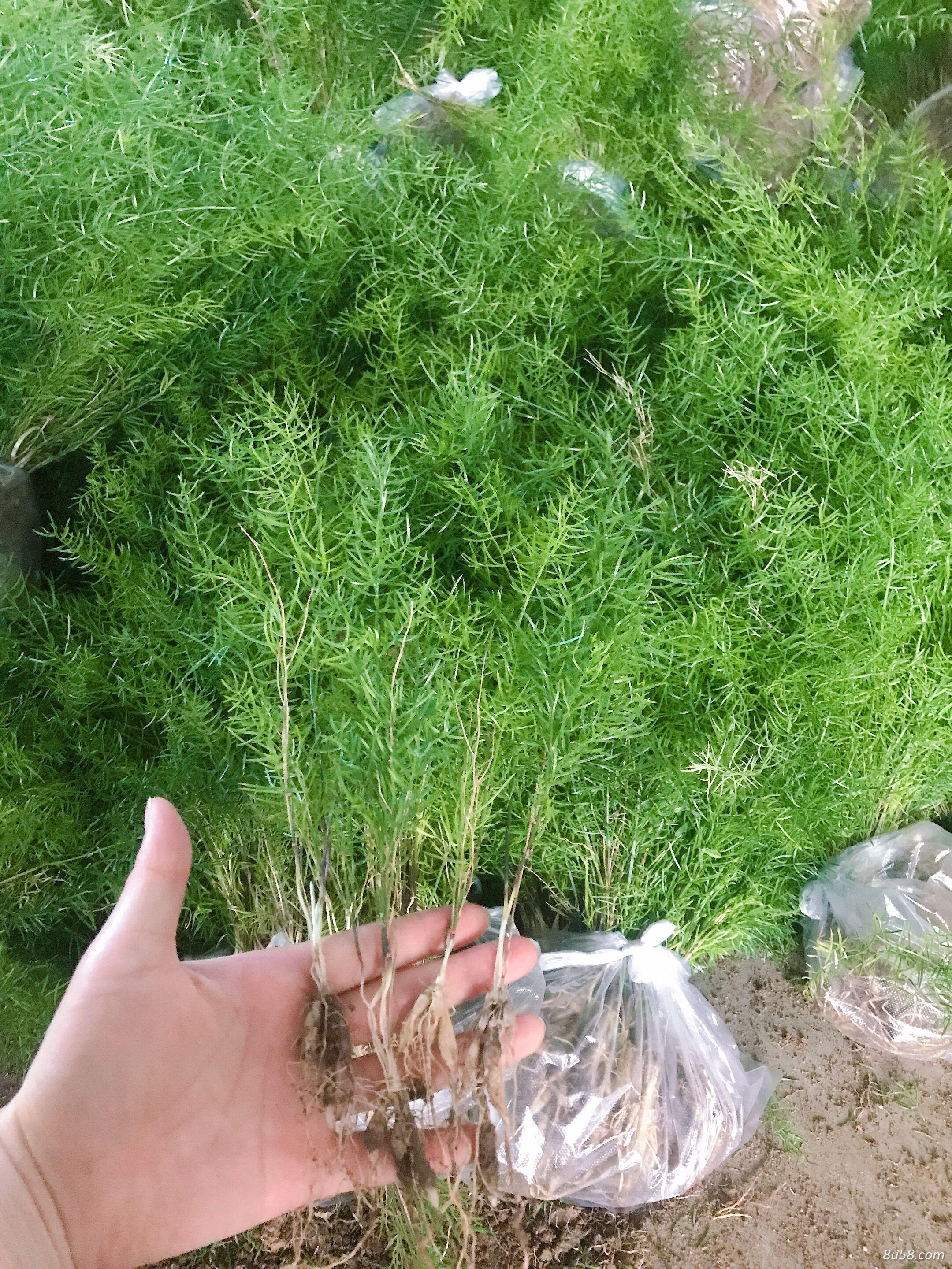 陕西汉中天冬苗,天冬苗，天冬种苗厂家，天冬苗基地，天冬种植技术