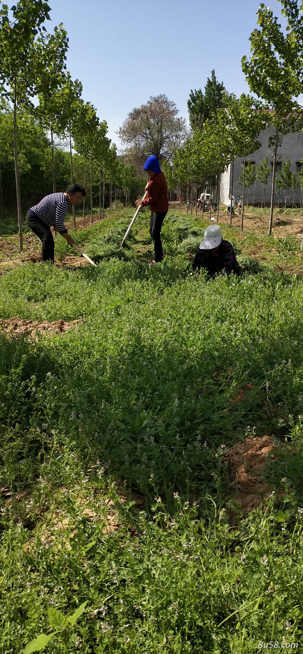 销售苦地丁50吨，欢迎广大药材商采购