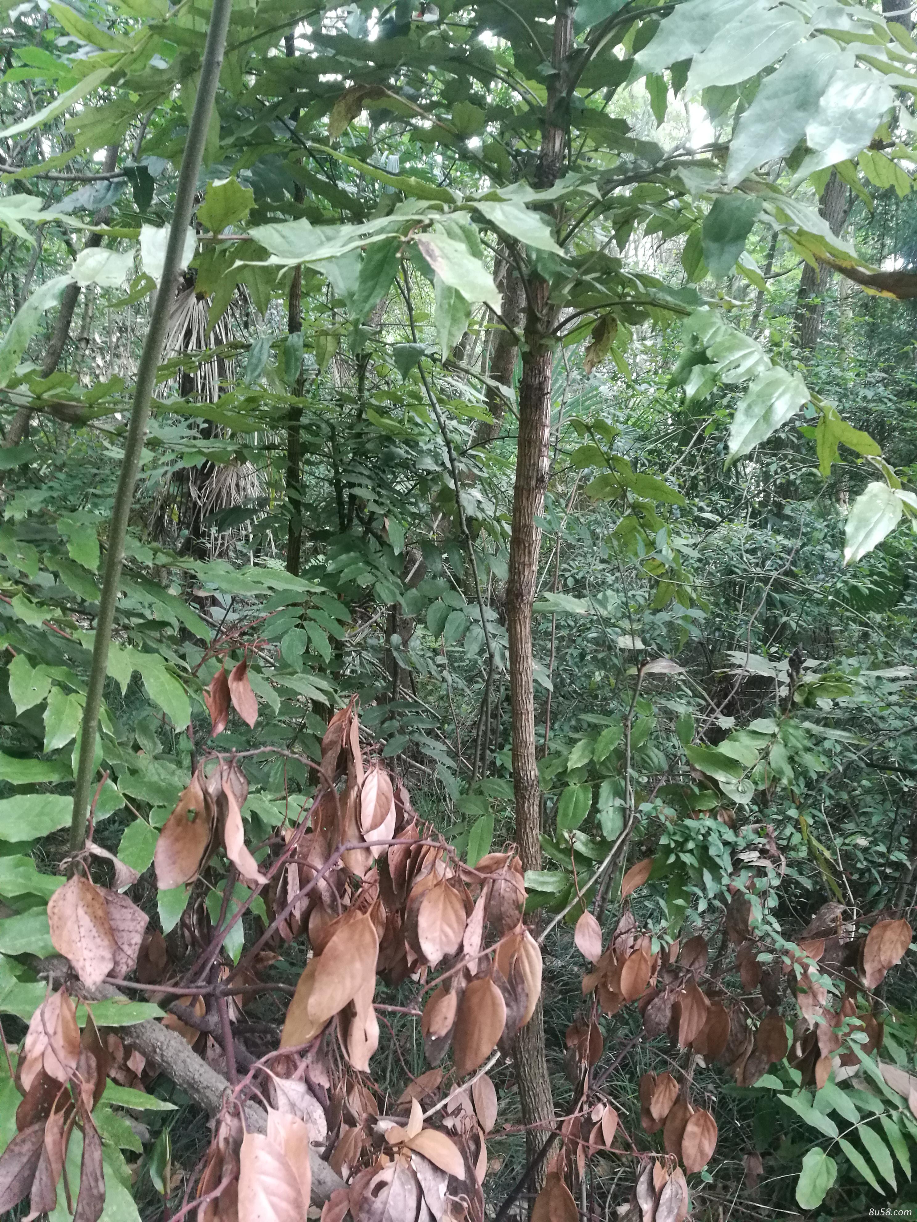 阔叶十大功劳