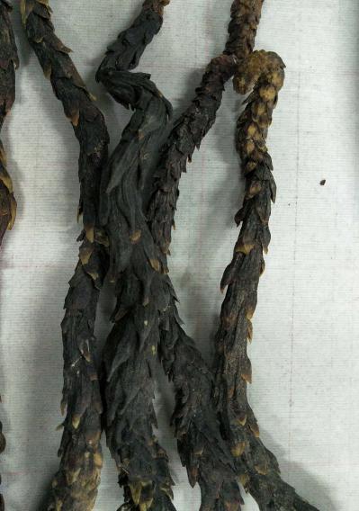 甘肃省兰州市皋兰县野生肉苁蓉