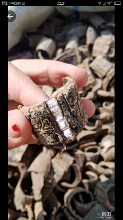卖杜仲皮，老树皮好