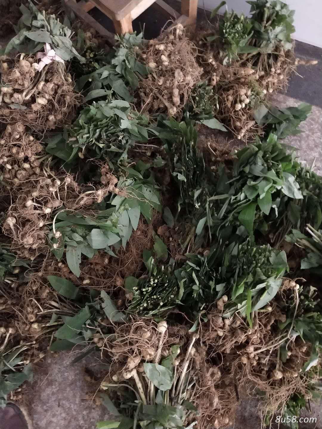 湖北优质野生甜黄精种苗 湖北优质野生甜黄精种苗