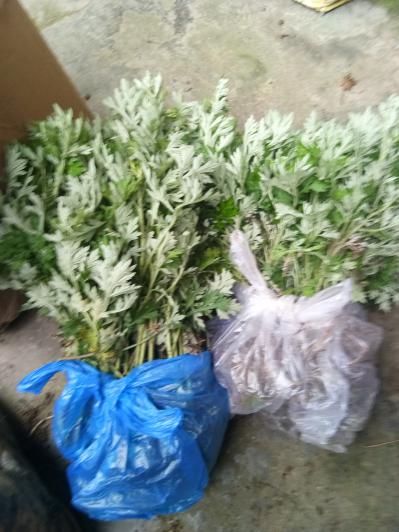 艾草质量保证