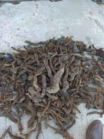 哈萨克斯坦出售20吨野生肉苁蓉，今年的，正在采挖，也可以晒干取货