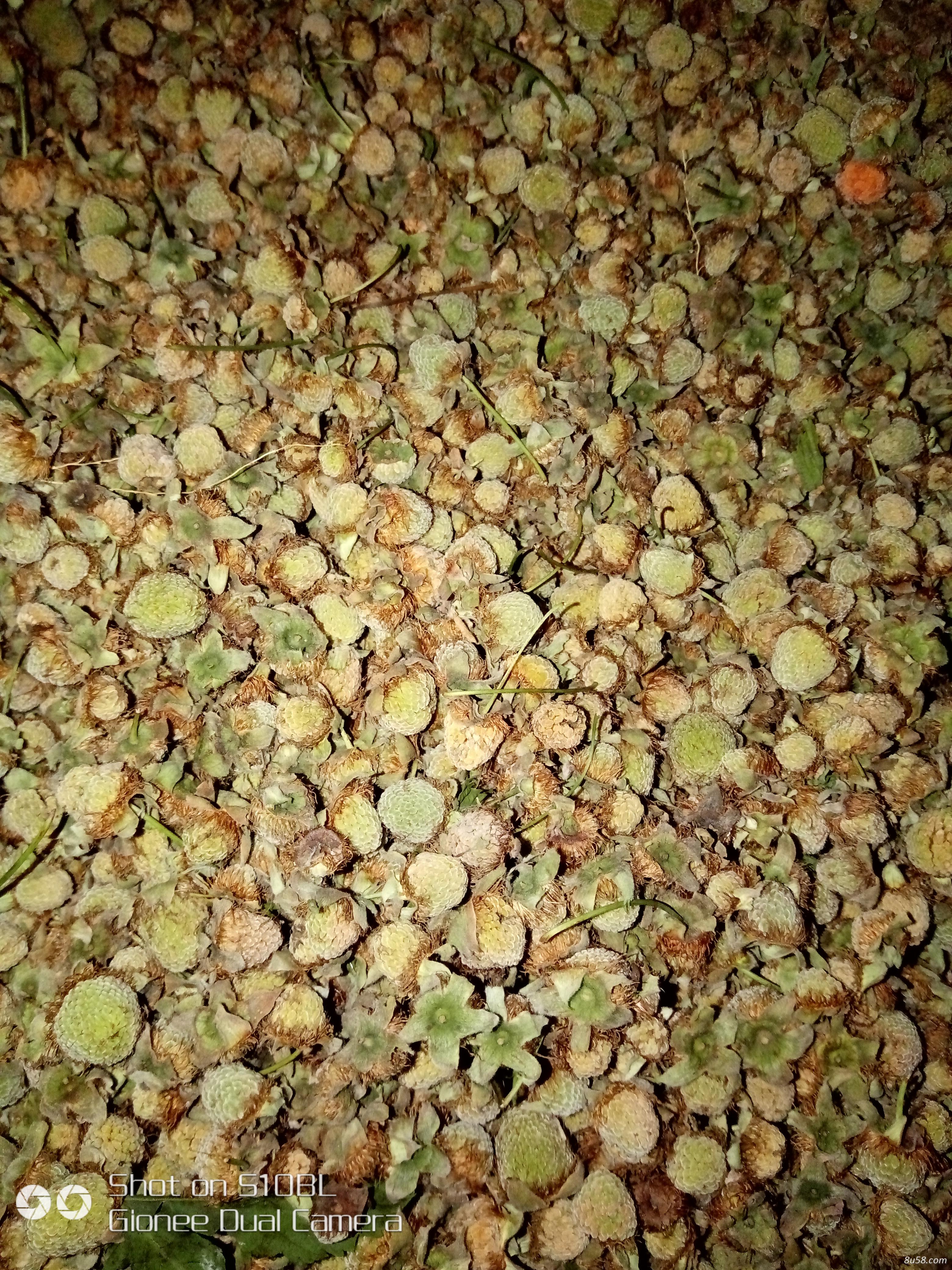 磐安覆盆子